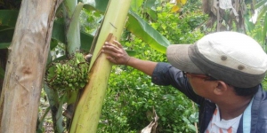 Kisah Mistis Fenomena Buah Pisang di Lahan Kosong Wajo