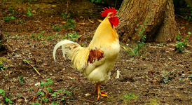 Arti Sebenarnya Mimpi Mendengar Kokok Ayam Menurut Primbon Jawa