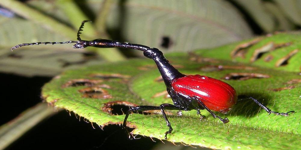 5 Serangga Punya Bentuk Aneh dan Unik