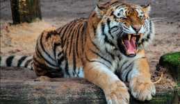 Arti Sebenarnya Mimpi Harimau Masuk Rumah Menurut Islam yang Jarang Orang Tahu