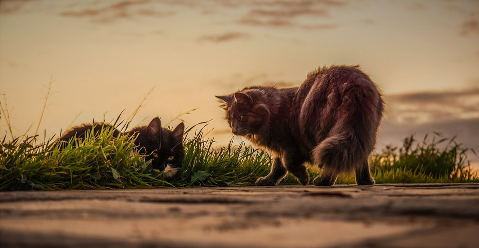 Arti Sebenarnya Mimpi Melihat Kucing Berantem Menurut Islam