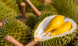 Arti Sebenarnya Mimpi Makan Durian yang Perlu Anda Tahu
