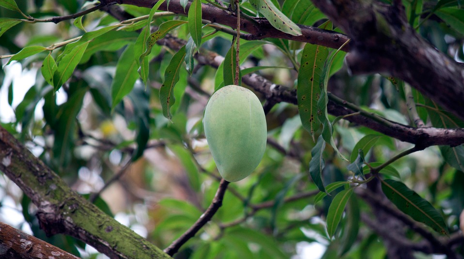 Arti Sebenarnya Mimpi Kejatuhan Buah Mangga, Benarkah Sebuah Pertanda Buruk?