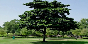 Mitos Pohon Ketapang, Konon Disukai Makhluk Halus Sebagai Tempat Tinggal