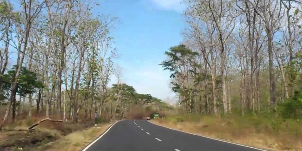 Cerita Misteri Jurang Tangis di di Jalur Hutan Baluran Situbondo-Banyuwangi, Sering Terdengar Suara Wanita Menangis