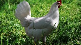 Arti Sebenarnya Mimpi Melihat Ayam Putih Menurut Primbon Jawa
