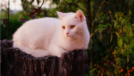 Arti Sebenarnya Mimpi Melihat Kucing Putih Menurut Islam