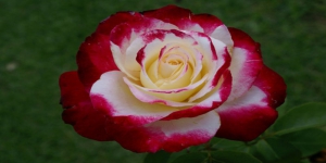 Sudah Tahu? Berikut 6 Jenis Mawar yang Sangat Indah di Dunia