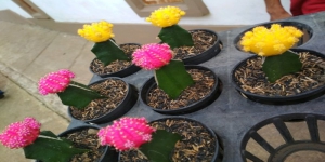 5 Jenis Kaktus Mini, Cocok untuk Koleksi Tanaman Hias Kamu