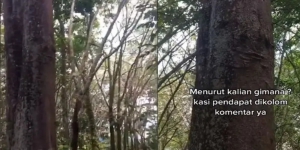 Cerita Misteri Pohon Bergambar Muka di Labuhanbatu Selatan, Dipercaya Tempat Kuyang saat Malam Hari