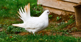 Arti Sebenarnya Mimpi Melihat Burung Putih Menurut Primbon Jawa