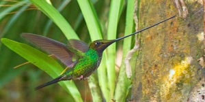 Menakjubkan! Ini 5 Jenis Burung dengan Paruh yang Unik