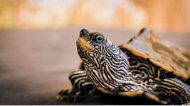 Arti Sebenarnya Mimpi Menginjak Kura-kura Menurut Primbon Jawa