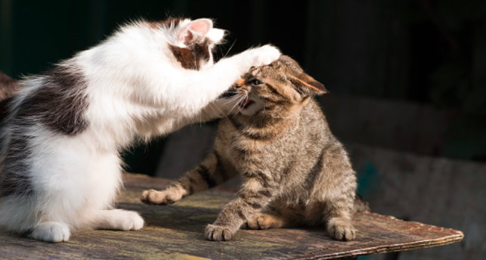 Arti Sebenarnya Mimpi Melihat Kucing Berkelahi Menurut Primbon Jawa