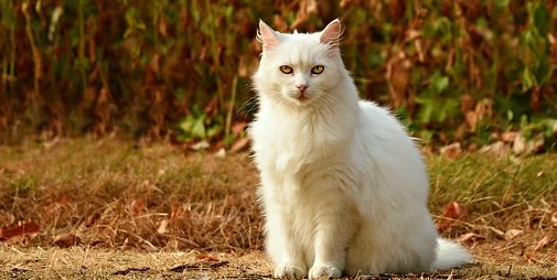 Arti Sebenarnya Mimpi Melihat Kucing Putih Menurut Islam