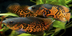 Daftar Harga Ikan Oscar, Ada Mencapai Ratusan Ribu