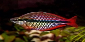 Cantik! Ini 5 Jenis Ikan Rainbow Fish, Sudah Pernah Lihat?