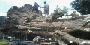 Kisah Mistis Lingga Asmarantakala Alami Kejadian Horor Ketima Angkut Pohon Tua Menggunakan Truk