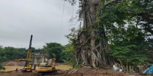 Cerita Misteri Pohon Randu Alas di Selogiri Wonogiri, Konon Memiliki Sejumlah Penunggu