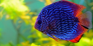 9 Jenis Ikan Hias Punya Warna Cantik, Harganya Murah Lho!