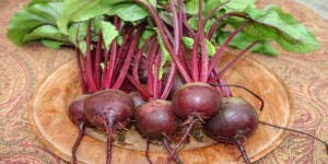 Wajib Tahu! Ini Beberapa Tanaman Sayur dengan Waktu Panen yang Lumayan Singkat