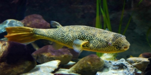 4 Jenis Ikan Buntal Air Tawar Beserta Harganya, Cocok untuk Hias Akuarium