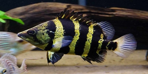 4 Jenis Ikan Hias Tiger Fish atau Datz, Harganya Lumayan Mahal Lho!