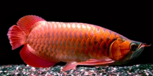 Deretan Jenis Ikan Hias Arwana Punya Warna Mempesona, Berikut Daftar Harganya