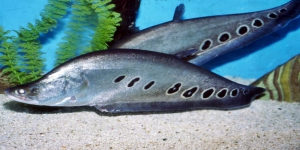 Jenis-jenis Ikan Predator Belida Cocok untuk Membuat Akuarium Kamu Terlihat Menarik