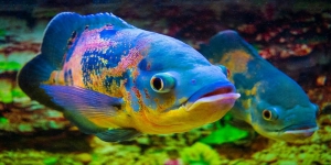 Sudah Tahu? Ini 5 Jenis Ikan Predator Punya Warna Cantik dan Bentuk Lucu, Cocok Dipelihara di Akuarium