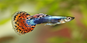 6 Jenis Ikan Hias Air Tawar Punya Warna Menarik dan Mudah Berkembang Biak, Sudah Punya?