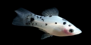 7 Jenis Ikan Hias Platy Mungil Cantik dan Menarik