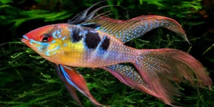 4 Jenis Ikan Hias Ramirezi Dapat Manjakan Mata, Berikut Gambarnya