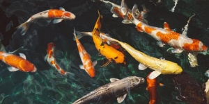 Fantastis! Ini 10 Jenis Ikan Hias Koi Beserta Harganya, Ikan Pembawa Keberuntungan Bagi Warga Jepang