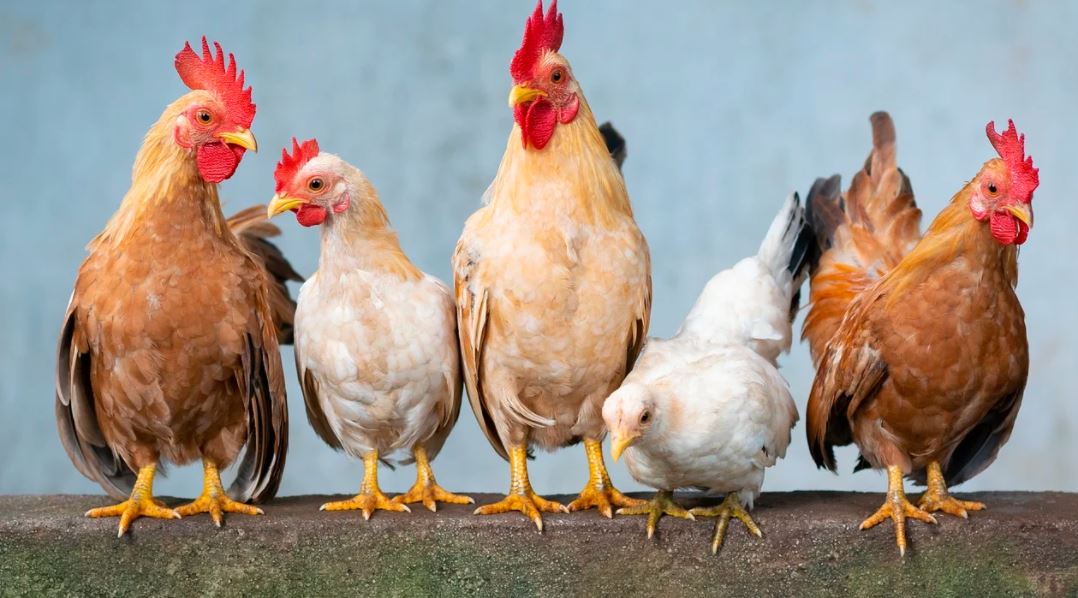 Fakta-fakta Bansos Ayam Hidup di Cianjur, Ternyata Tidak Sesuai Aturan