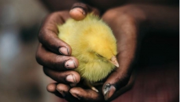 Fakta-fakta Bansos Ayam Hidup dan Mati di Cianjur yang Viral