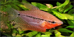 Jenis-jenis Ikan Hias Sepat dengan Warna Menawan, Berikut Gambarnya