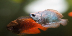 5 Jenis Ikan Hias Gurame Mini Paling Populer, Berikut Harganya