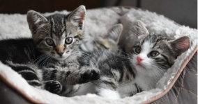 Fakta Istri Masak Daging Kucing untuk Suami, Ternyata Diyakini sebagai Obat