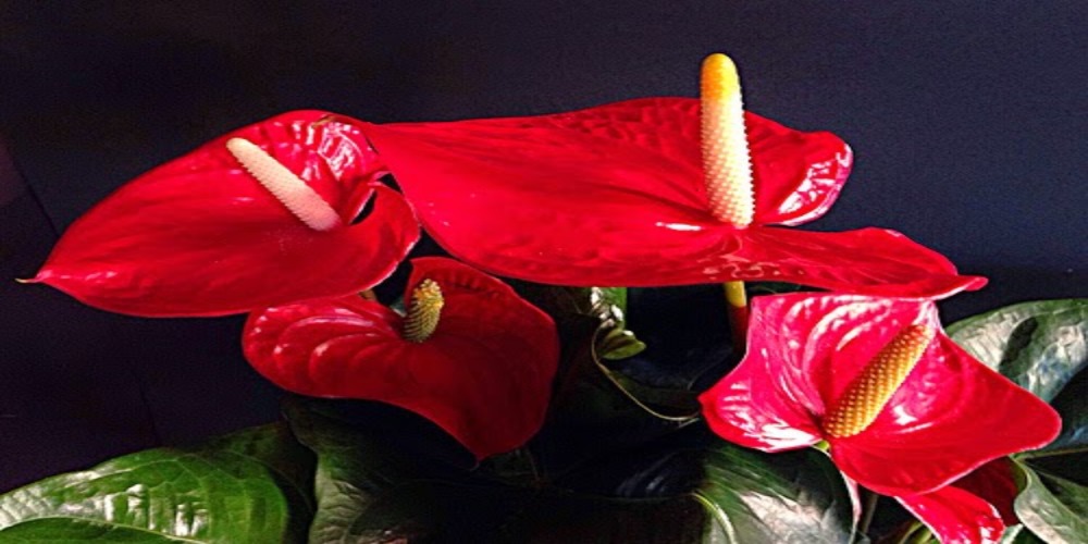 Jenis-jenis Tanaman Hias Anthurium Bunga Cantik Mempesona