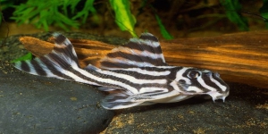 Daftar Ikan Hias Air Tawar Cantik dan Indah Tapi Langka, Berikut Gambarnya