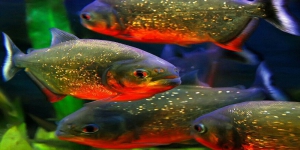 Jenis-jenis Ikan Piranha yang Diperjual Belikan di Indonesia