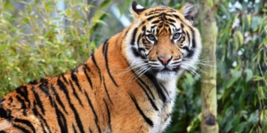 Fakta Terkini Dua Harimau di Sinka Zoo Lepas, Sebab Hujan Deras dan  Karyawan Tewas
