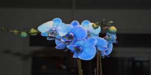 Berbagai Tanaman Hias Bunga Berwarna Biru, Cantik Banget!