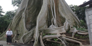 Cerita Misteri Pohon Kayu Putih di Tabanan, Pengunjung Sering Membuat Sebagai Tempat Meditasi