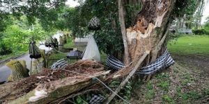 Cerita Misteri Dibalik Pohon Pule Keramat Tumbang, Konon Pertanda Akan Terjadi Hal Buruk di Bali