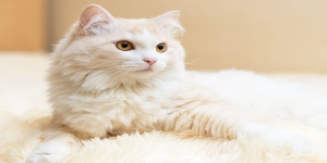 Berbagai Jenis Kucing Asia yang Lucu Cocok Sebagai Peliharaan