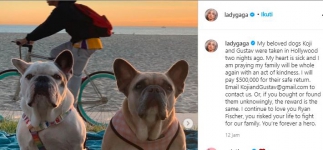 Kronologi Lady Gaga Kehilangan Anjing Kesayangan, Penjaga Ditembak Pencuri