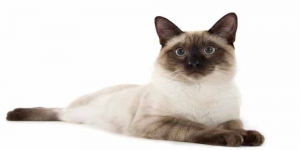 4 Jenis Kucing Siam yang Unik dan Menggemaskan, Sudah Punya?