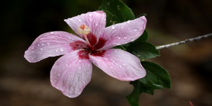 Jenis-jenis Bunga Kembang Sepatu Cantik dan Menawan